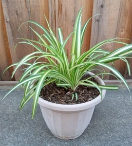 1 Variegated Live Spider Plant Pup 'Chlorophytum Comosum'' Rooted-Ready to Grow  - Picture 1 of 11