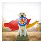 Funny Dog Hero The Wonderhound Loose Leashes Greeting Card by Ron Schmidt