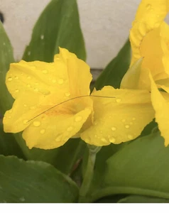 3 count Yellow Canna Lily Bulbs - Picture 1 of 1