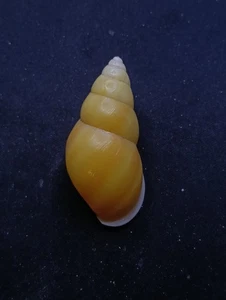 Amphidromus pisororum Indonesia land snail 47mm Sea shell home collectors #14758 - Picture 1 of 4