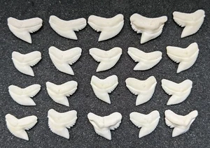 Wholesale Group - 20 Perfect 3/4" Modern Tiger Shark Teeth - Picture 1 of 1