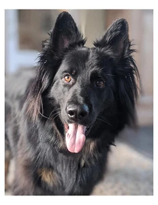 Long Haired German Shepherd 8x10 Photo On 8.5" x 11" - Bild 1 von 1