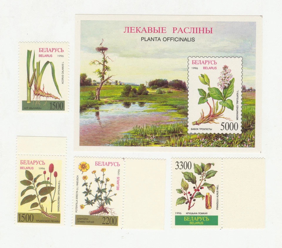 Belarus 1996 Flora of Belarus Flowers set  MNH - Image 1 of 1