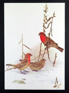 Pinzón de casa vintage con estampado de pájaros de J. Fenwick Lansdowne 14x10 pulgadas - Imagen 1 de 3