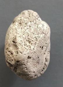 13,17 gramos PIEDRA CALIZA FOSILÍFERA GRIS (fl2) - Imagen 1 de 6
