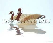 NEW GALLERY RELEASE PRINT PAIR CANADA GEESE BY ARTIST RICHARD SLOAN