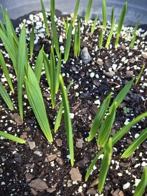 Sabal Palm Tree Fresh Seedling Texas Sabalpalmetto Palm, 10-Pack - Image 1 of 3