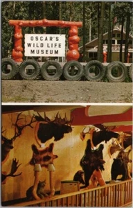 McBRIDE, B.C. CANADÁ POSTAL MUSEO DE VIDA SILVESTRE OSCAR Taxidermia / Carretera - Imagen 1 de 2