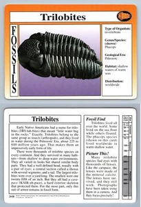 Trilobites #2.10 - Fossils - Treasures Of The Earth Grolier Card - Picture 1 of 1