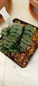 Haworthia truncata cv.Kageboshi pot.10. Tre piante di cm.7 - Imagen 1 de 3