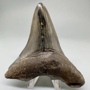 Strange Shape Deformed 3.51" Fossil Carcharocles sp. Tooth-Angustidens/Megalodon - Picture 1 of 5