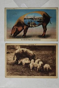 PIG MAIALE FRANCE-LOT 2 POSTCARDS-C61-187 - Picture 1 of 1