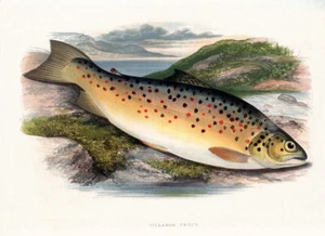 Gillaroo Trout - Bild 1 von 1