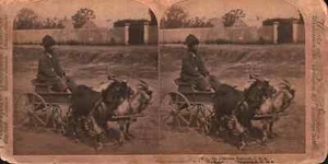 Stereoview Grafik schwarz afroamerikanischer Junge reitet Ziegenwagen "Ein stilvolles Virginia - Bild 1 von 1