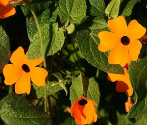 BLACK EYED SUSAN VINE Thunbergia Alata - 1,000 Bulk Seeds - Picture 1 of 2