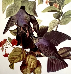 White Crowned Pigeon 1950 Lithograph Print Audubon Bird First Edition DWU14D - Zdjęcie 1 z 2