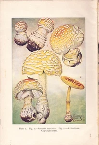 Drei pilzfarbene Teller aus "Studies of American Fungi" erschienen 1900 - Bild 1 von 4