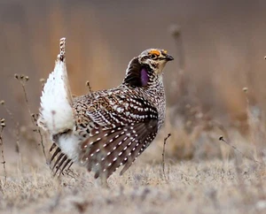 SCHARFSCHWANZ BIRKHUHN VOGEL GLÄNZEND POSTER BILD FOTODRUCK BANNER 10728 - Bild 1 von 1