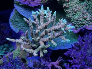 BakersReef Acropora Coral JF Solar Flare 1.5 Inch - Picture 1 of 1