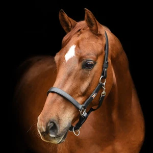 Equilibrium Stellar Field Safe Yard Trailer Box Saftey Release Headcollar Halter - Picture 1 of 15