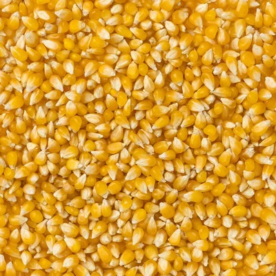 Amish Country Popcorn - Ladyfinger Popcorn - Image 1 of 2