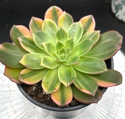 Importadas Suculentas Planta Viva Regalo Decoración del Hogar Planta Echeveria Flamenco #4 Foto 1 de 4