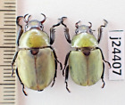 j24407. Insects, Rutelidae sp. Vietnam, Lai Chau