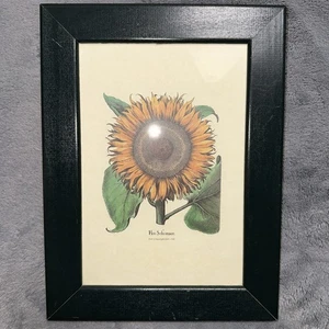 Flos Solis Maior gedruckt in Italien von Grafiche Tassotti N. 867 gerahmter Kunstdruck - Bild 1 von 10