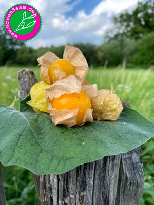 SCHÖNBRUNNER GOLD PHYSALIS ♥️ 25+ Samen👩‍🌾 Kaiserphysalis XXL - Bild 1 von 4