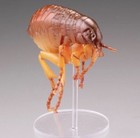 Kaiyodo Museum Q Human House Flea Insect Bug Figure
