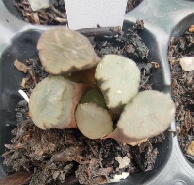  Haworthia Maughanii Nishizawa Hybird 4cm diameter - Image 1 of 3