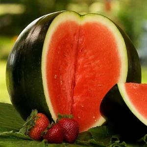 1/4 Lb Black Diamond Watermelon Seeds - Everwilde Farms Mylar Seed Packet - Picture 1 of 2