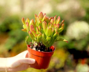 Hobbit Jade ET’s Finger Plant Live Succulents Live Houseplant - Picture 1 of 10