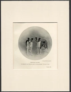 SMOOTH COLLIE NAMED DOGS OLD ANTIQUE 1904 DOG PRINT READY MOUNTED - Foto 1 di 1
