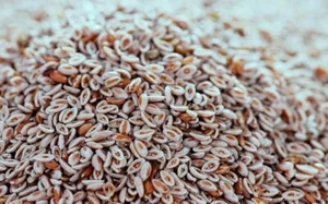 Bulk Psyllium Seed | Isabgol Beej | Plantago Ovata Seeds Whole Organic Pure - Picture 1 of 1