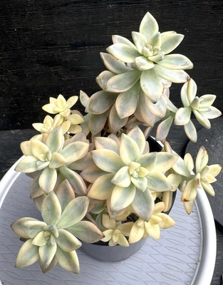 Suculentas importadas planta viva rara suculenta decoración del hogar planta Echeveria Awayuki Foto 1 de 4