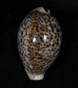 CYPRAEA PANTHERINA - Bild 1 von 2