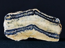 Woolly Mammoth Tooth Cross Section Riker Display Pleistocene Epoch Hawthorne Fl