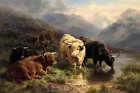 Highland Cattle On the moors Oil painting Giclee art printed on canvas L3280