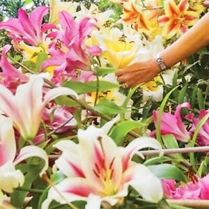 6 Giant Tree Like Lily Mixed Bulb Large Flower Fragrant Summer Garden Plant Corm