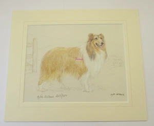 Rough Collie Limited Edition Mounted. Print by Gill Evans Free P & P - Picture 1 of 2