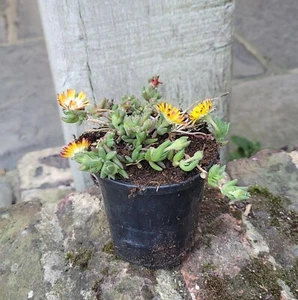 Delosperma cooperi Lido Yellow Ice Plant 9cm Pot Outdoor grown Hardy UK Z9 - Picture 1 of 1
