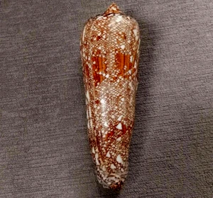 Conus bengalensis 110 mm F+++ BIG SIZE , w/ growth MARK but HUGE collection - Picture 1 of 8