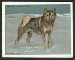 ESQUIMAUX SLED DOG W D & H O WILLS 1915 2nd SERIES DOGS LARGE CIGARETTE CARD #20 - Picture 1 of 2