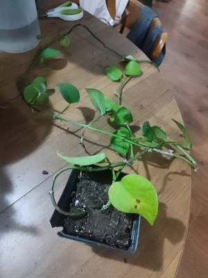 Beautiful Global green Pothos - Around Six Feet Long - Free Shipping! - Image 1 of 3