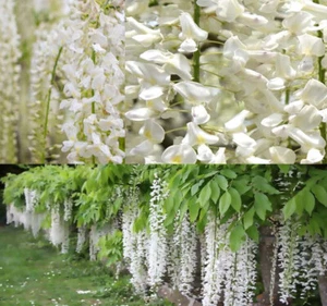 Wisteria sinensis alba (White Wisteria) Vine Seeds, Elegant White Blooms - Picture 1 of 9