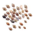 100X Small Sea Shells Assorted Natural Seashells Conch Crafts Diy Decoration @