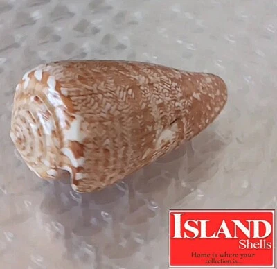 Conus natalis #2  54.1mm ULTRA! BIG RARE BEAUTY from South Africa - Image 1 of 4