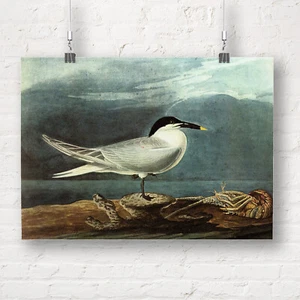 John James Audubon: American Coot. Fine Art Print/Poster - Picture 1 of 1