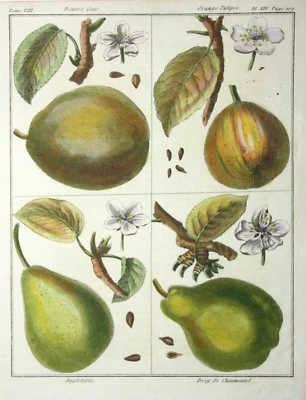 Birnen, Angleterre, altkol. Kupferstich aus Rozier "Cours d'agriculture" 1789 - Bild 1 von 4